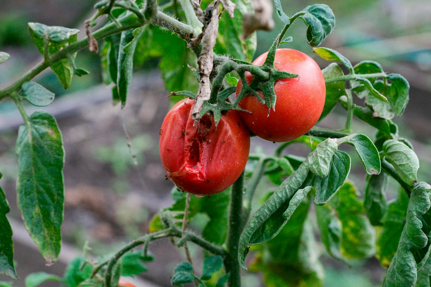 Sjukdomar hos växter i trädgården i juli Bekämpa växtsjukdomar i trädgården i juli